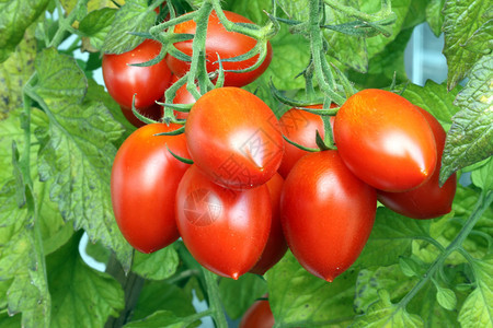 菜园里的罗马番茄图片