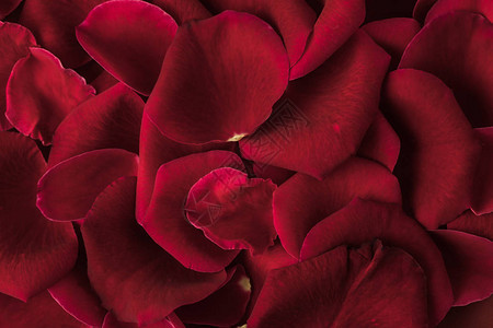 红玫瑰花瓣纹理的特写视图图片