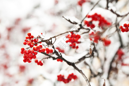 冬天的Ashberry在图片