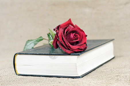 一本书覆盖着一朵红玫瑰背景图片