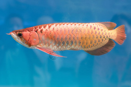 鱼缸里的金龙鱼背景图片
