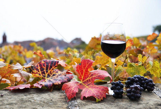 瑞士Lavaux地区葡萄园露台的红酒图片
