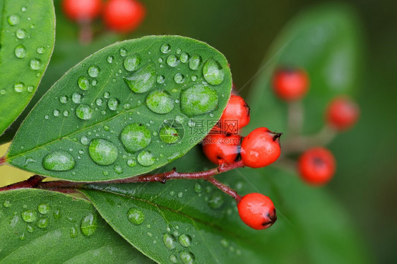 秋天有雨滴的枸子浆果和叶子图片