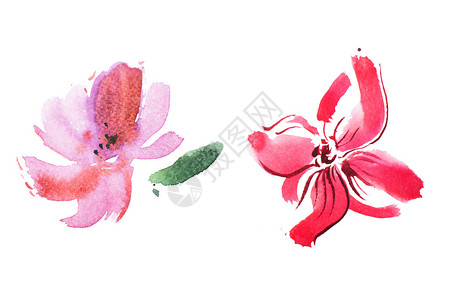 粉红色百合花的水彩画在图片