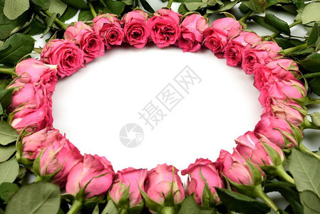 白色背景的粉红玫瑰花边上双圆两圈在一个自由写字的地方中图片