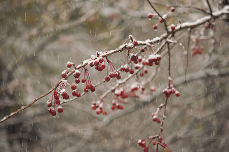 背景冰冻的冬天树枝冬天的浆果图片