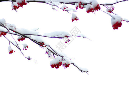 被雪覆盖的红花楸背景图片