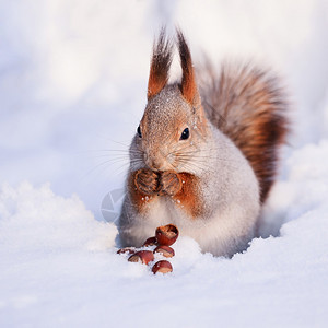 松鼠在雪地上吃坚果图片