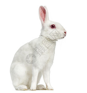 白色的白化病野兔坐着背景图片