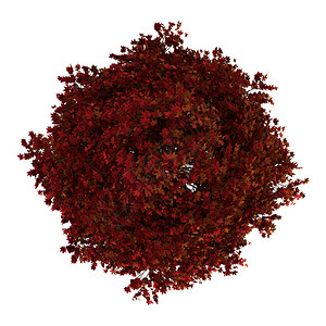 红色美式甜豆树的顶端视图它与图片