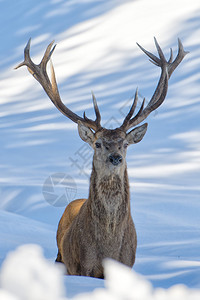 雪上的鹿肖像背景图片