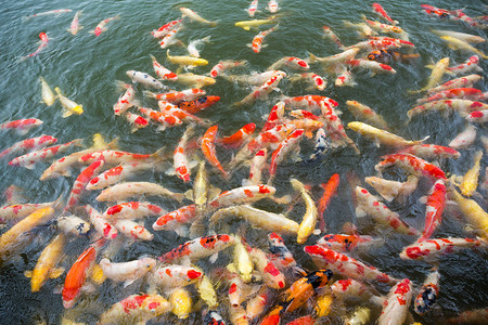 图片观赏鱼锦鲤鱼蓝色背景高清图片观赏鱼锦鲤鱼蓝色背景高清图片观赏