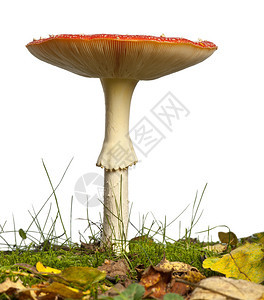 成熟的飞木耳或飞鹅膏菌蘑菇鹅膏菌毒蕈图片