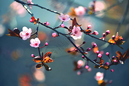 美丽的开花日本樱花樱花在春天的一天图片