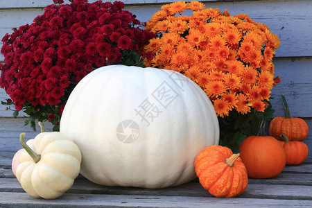 节感恩节和收获庆典大白南瓜橙色和白色南瓜和橙色红色秋花背景图片