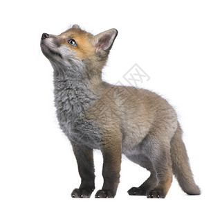 红狐幼崽抬头6周大白色背景图片