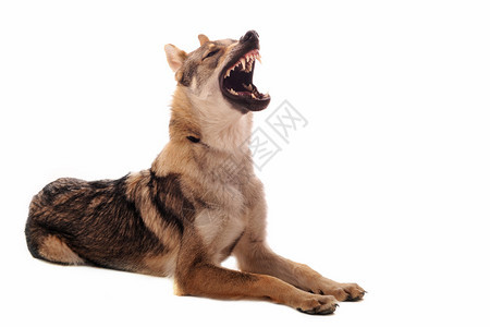 Preebred捷克斯洛伐克人Wolfdog愤怒的沃尔夫多犬图片