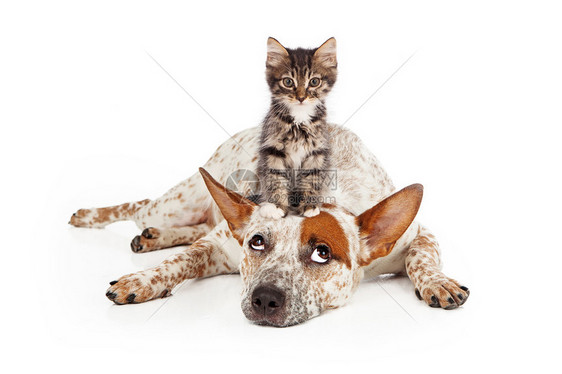一只病人昆士兰州希勒混种狗在白色背景下躺着看着坐在他头上的小图片
