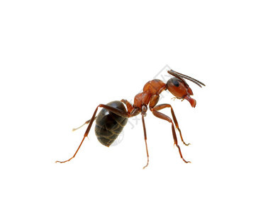 孤立在白色背景上的蚂蚁图片