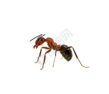 孤立在上的蚂蚁图片