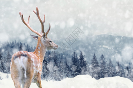 大雄鹿在冬季山上图片