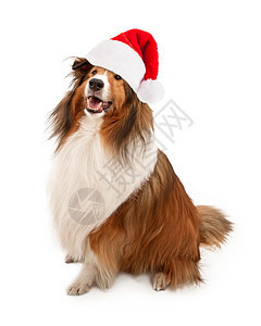 穿着红色圣诞老人帽子的Tan和白色ShetlandSh图片
