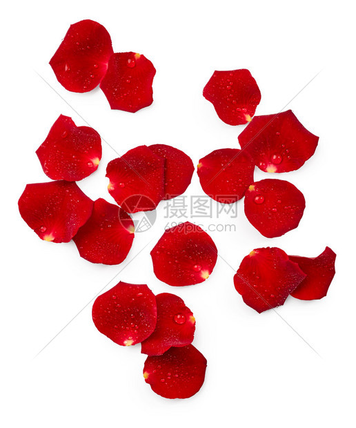 一组玫瑰花瓣与白色背景上的水滴图片