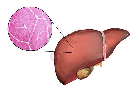 在显微镜下白色背景和肝组织3D图解和显微仪上隔图片
