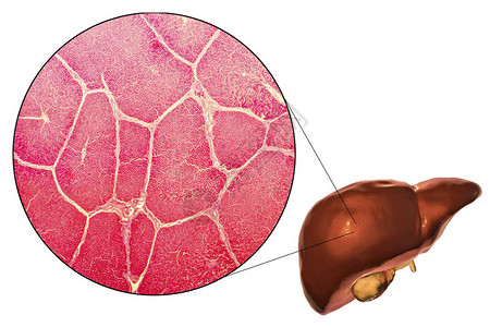 在显微镜下白色背景和肝组织3D图解和显微仪上隔图片