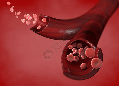 红细胞静脉内红细胞流动静脉部分图片