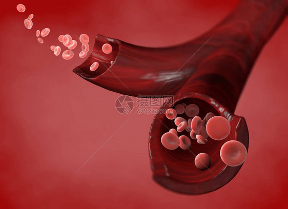红细胞静脉内红细胞流动静脉部分图片