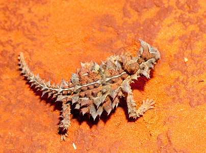 多刺龙或多刺恶魔是澳大利亚蜥蜴图片