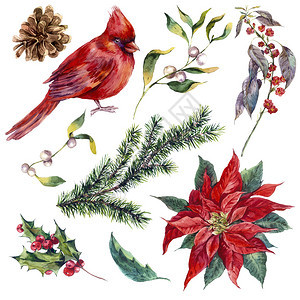 设置冬青一品红松果云杉枝和鸟红衣主教的复古水彩圣诞元素图片