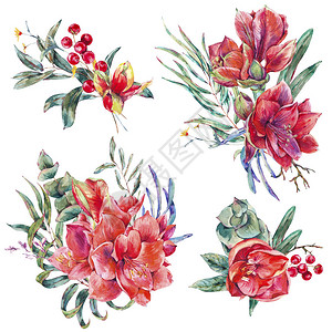 一组红花阿美丽水lyptus热带叶和助产物白底孤立的植物图片
