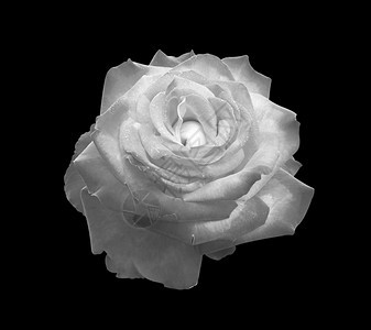玫瑰黑色背景是抽象的黑色花朵图片