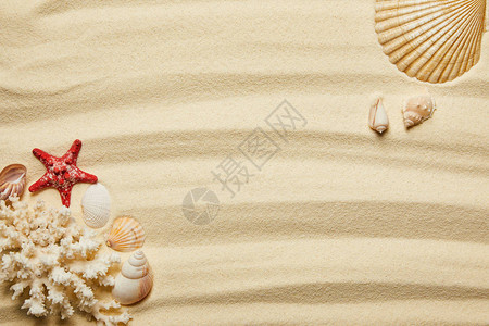 夏季沙滩上红海星贝壳和白珊图片