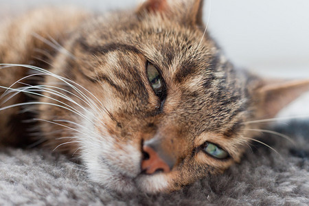 睡在灰色地毯上的懒惰虎斑猫的特写镜头图片