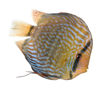 红绿海松鱼类白色背景面前的图片