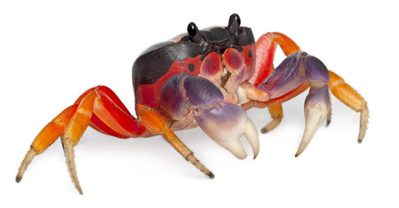 红色陆地螃蟹GecarcinusQuadratus图片