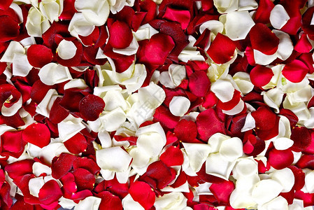 红色和白色玫瑰花瓣背景花卉背景集合图片