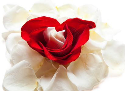 一朵小白玫瑰花蕾被心形的红玫瑰花瓣包围图片