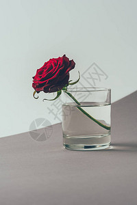 在灰色表面的玻璃水中红玫瑰图片