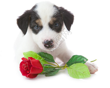 白色背景前玫瑰的小狗图片