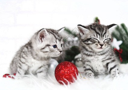 有趣的小猫好奇的小猫圣诞图片