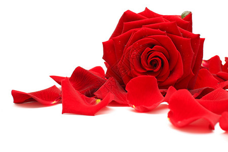 红玫瑰和白玫瑰花瓣图片