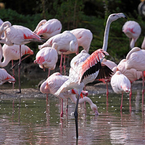 一群大火烈鸟phoenicopterusroseus图片