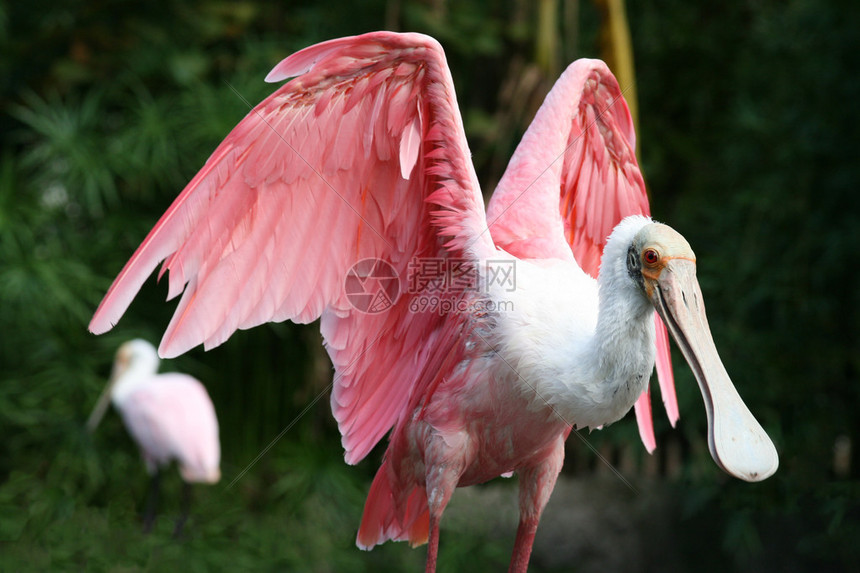 美丽的粉红色琵鹭展翅图片