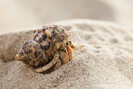 热带岛屿沙滩上的小寄居蟹背景图片