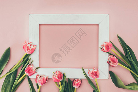 美丽的粉红色郁金花和粉图片