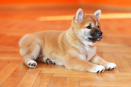 秋田犬日本人图片